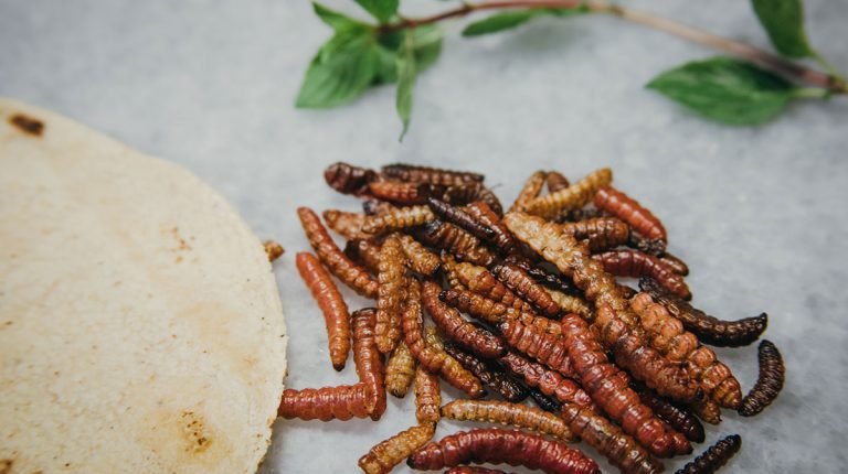 Qué son los chinicuiles y cómo se combina con el Mezcal