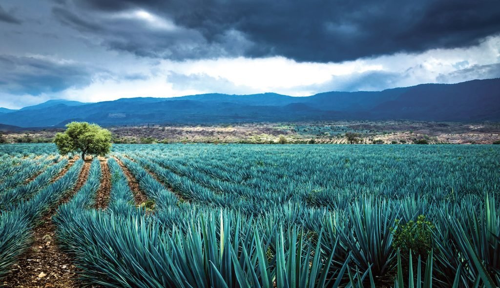 Mezcal de Durango: el otro gran productor