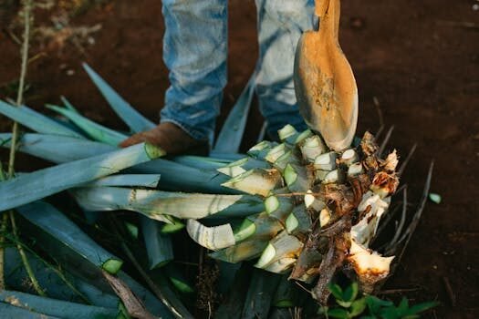 como se debe tomar el mezcal 1