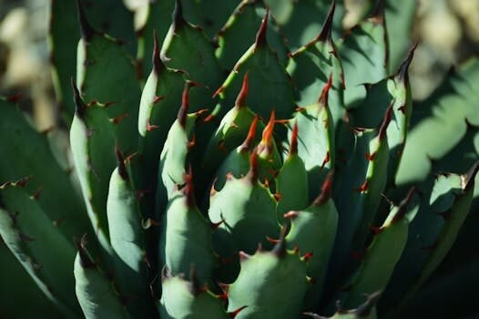 como se llama la fruta del mezcal 4